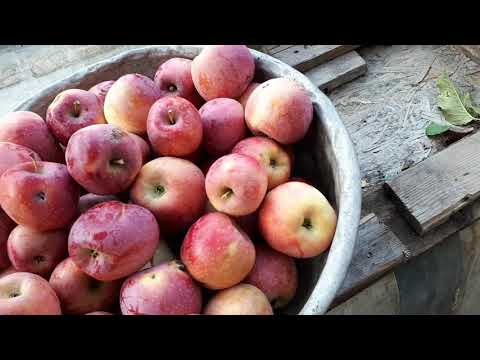 Видео: КВАШЕНАЯ КАПУСТА С ЯБЛОКАМИ!
