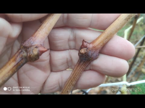 Видео: Хранение черенков и когда их стоит обработать