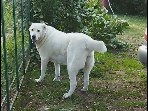 Видео: Алабай Веда.  Как я весело провожу лето  Всем привет!