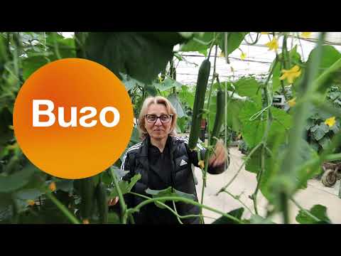 Видео: Семейство Попови, споделя за ранната си реколта краставици, те са заложили на новия сорт Виго