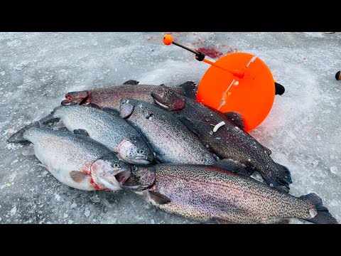 Видео: ФОРЕЛЬ ЖАДНО БЕРЁТ ЭТУ ПРИМАНКУ ЗИМНЯЯ РЫБАЛКА ЛОВЛЯ ФОРЕЛИ.