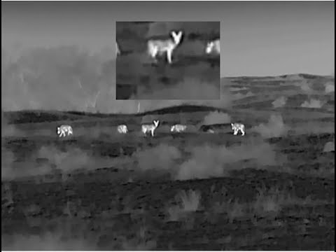 Видео: ОХОТА на ВОЛКА в Калмыкии.МАТЕРЫЙ ВОЛК ПРИВЕЛ СТАЮ НА ПРИВАДУ!WOLF HUNTING