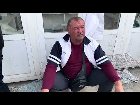 Видео: БОЗОРДА ҚУШЛАР КЎП. НАРХЛАР АРЗОН😱