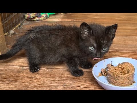 Видео: Истощённый котёнок которого подобрали с улицы ест за троих
