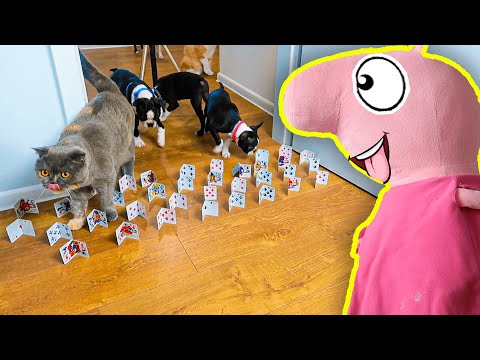 Видео: Полоса препятствий для Домашних Животных