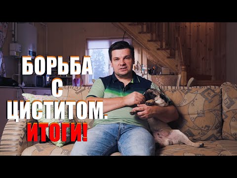 Видео: Цистит у собак. Мопс и его здоровье, итоги!