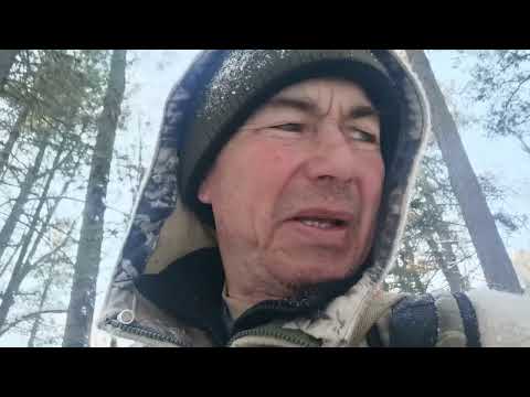 Видео: Промысловая охота у подножия Сихотэ-Алиня. НА ОДНОЙ ТРОПЕ С ТИГРОМ.