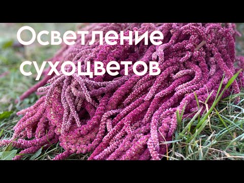 Видео: Осветление сухоцветов #сухоцветы #осветление #отбеливание #зимнийбукет