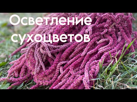 Видео: Осветление сухоцветов #сухоцветы #осветление #отбеливание #зимнийбукет