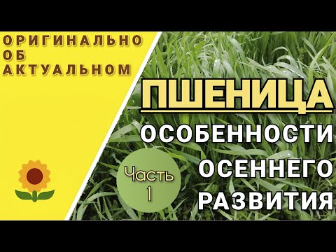 Видео: Повышение урожайности озимой пшеницы. Какие предшественники следует выбирать