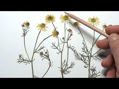 Видео: Ромашка аптечная. Как не перепутать. Важно знать отличия. Ч. 1