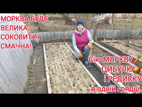 Видео: ПОСІВ МОРКВИ🥕методом,щоб НЕ ПРОРИВАТИ ідеальний спосіб#грядкадляпідморкви#морква#овочі#сад