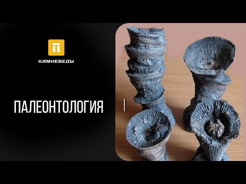 Видео: Удивительный мир окаменелостей