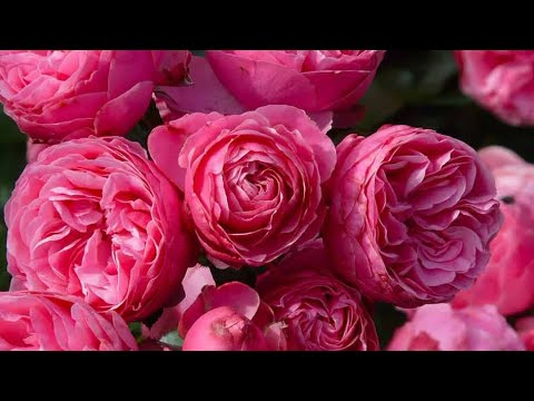 Видео: РОЗА. МИНИМАЛЬНЫЙ УХОД ЗА РОЗАМИ В СЕНТЯБРЕ.