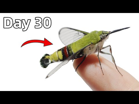 Видео: История знакомства с мотыльком-колибри