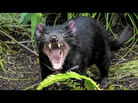 Видео: ТАСМАНСКИЙ ДЬЯВОЛ - маленький, громкий, сумчатый ночной кошмар с большими клыками!