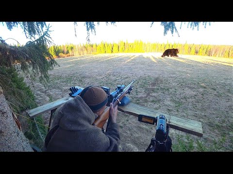 Видео: ОХОТА НА МЕДВЕДЯ / ПОДРАНОК СКРЫЛСЯ В ЕЛЬНИКЕ / ПРИДЁТСЯ ИСКАТЬ КОСОЛАПОГО ЗАВТРА.
