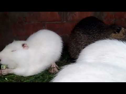Видео: чего начать содержание и разведение нутрий