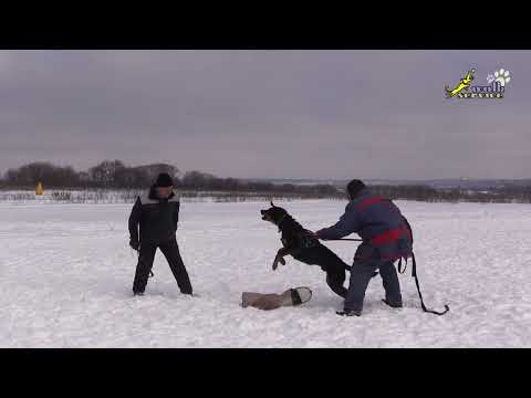 Видео: Босерон Боц, Занятие по защите февраль 2023