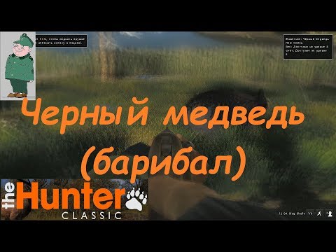 Видео: the Hunter Classic. Охота на черного медведя (барибала).