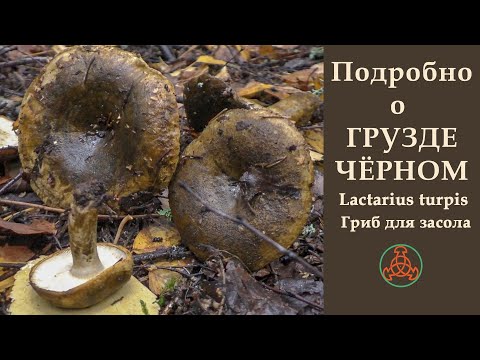Видео: Подробно о Грузде чёрном. Lactarius turpis. Гриб для засола