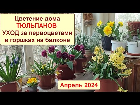 Видео: Тюльпаны дома в горшках на балконе. Гиацинты и нарциссы. Цветение и уход. Апрель 2024