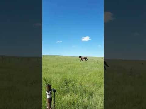 Видео: электропастух для лошадей крс