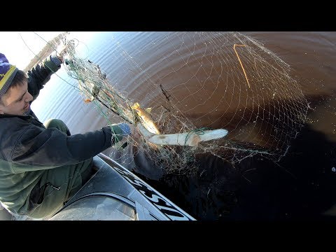 Видео: АнтиБрак 2019. Рейд против сетей. Браконьерские сети. Браконьеры. Питьба - Вишерка - М. Волховец.