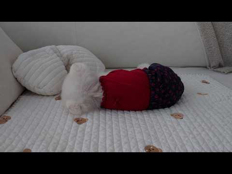 Видео: Вы кормили собаку сладким картофелем? Жизнь собаки, конечно, не из лёгких.