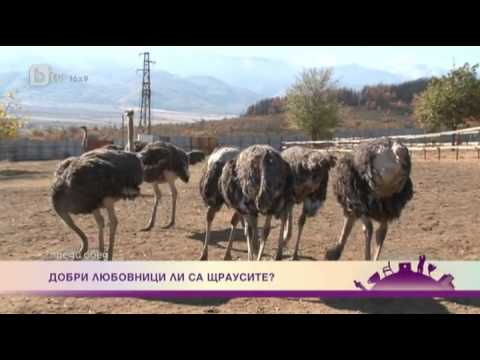 Видео: Добри любовници ли са щраусите?