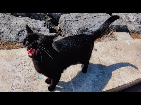 Видео: Как одна чёрная кошка сделала меня другом для всех