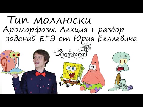 Видео: Тип Моллюски. Ароморфозы. Лекция и разбор заданий от Юрия Беллевича