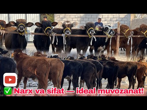 Видео: 🔥 Eng arzon narxni topdik! • 💥Yosh buqachalar - 9.500 dan • 13 ноября 2025 г.