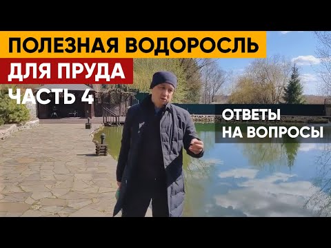 Видео: Ответы на вопрос по Хлорелле | Очистка пруда Хлореллой | Часть 4
