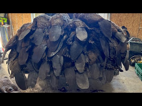 Видео: 39 БОБРОВ за один день!