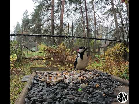 Видео: Вадим Гаврилов  — О зимней подкормки птиц. Vadim Gavrilov - About winter feeding of birds.
