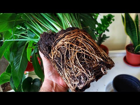 Видео: Иссиқда бу жуда муҳим. Хар куни суғоришга вақт бўлмаса шу видеони кўринг.