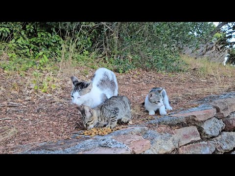 Видео: Луна и приятели 🤩💖