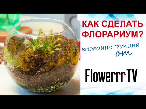 Видео: Как сделать хищный флорариум?