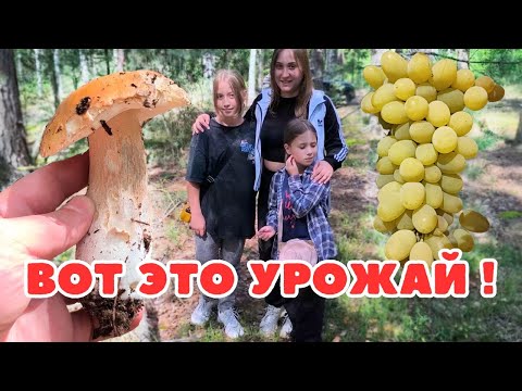 Видео: СБОР ГРИБОВ ПОРАДОВАЛ! СНЯЛИ 25 КГ ВИНОГРАДА С КУСТА. ПОКОРЯЕМ ВЫСОТЫ. ОЧЕНЬ МНОГО БОРОВИКОВ, СУПЕР!