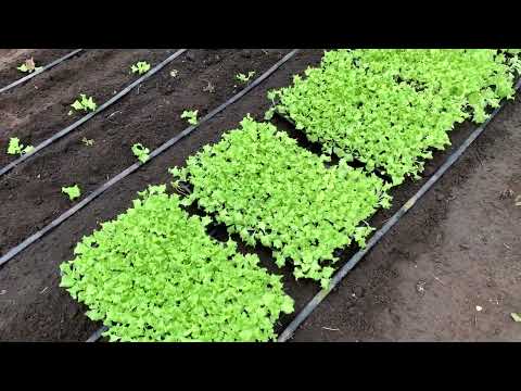 Видео: Листовий салат Левістро в теплиці без опалення