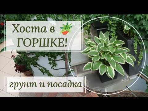 Видео: Хоста в горшке! Грунт и посадка.