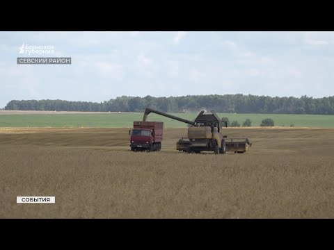 Видео: В Севском районе полным ходом  идёт уборка урожая