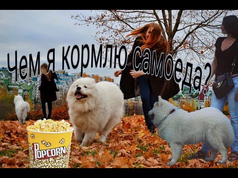 Видео: Чем кормить собаку породы Самоед?