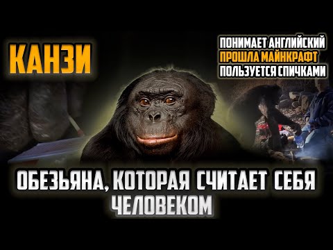Видео: Канзи: Обезьяна гений, которая заговорила