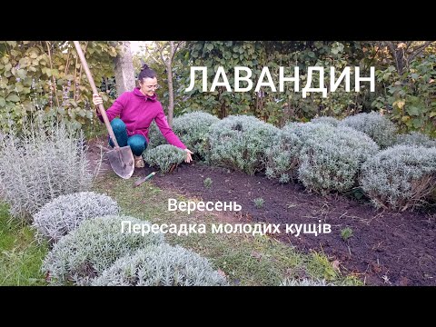 Видео: ЛАВАНДИН Пересаджую молоді кущі в грунт. Лаванда у вересні 🌱
