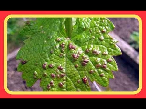 Видео: Виноград. Войлочный клещ на винограде признаки поражения и способы защиты