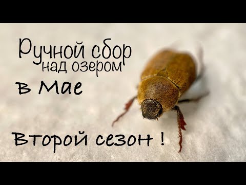 Видео: ПЕРВЫЙ ЭНТОМОЛОГИЧЕСКИЙ СБОР 2024