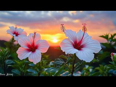 Видео: Самая сладкая мелодия в мире🌿 послушайте эту музыку вам станет легче!лечит душу и полезно для сердца