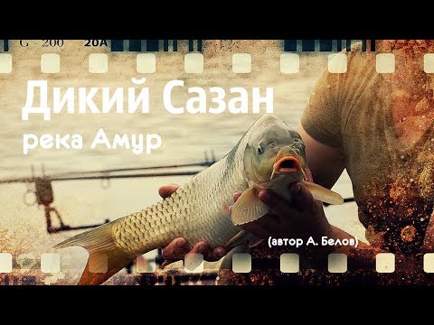 Видео: Дикий Сазан на Амуре (автор А. Белов)